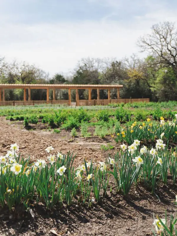 A field with many flowers growing in it. There is a wooden bridge in the background.