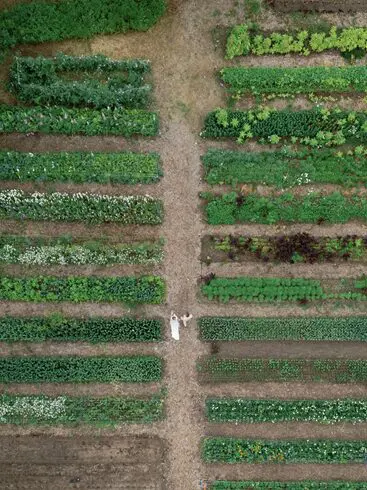 Aerial view of a couple in a garden.